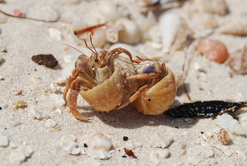 Cangrejos hermitaños en Cayo Jutías
