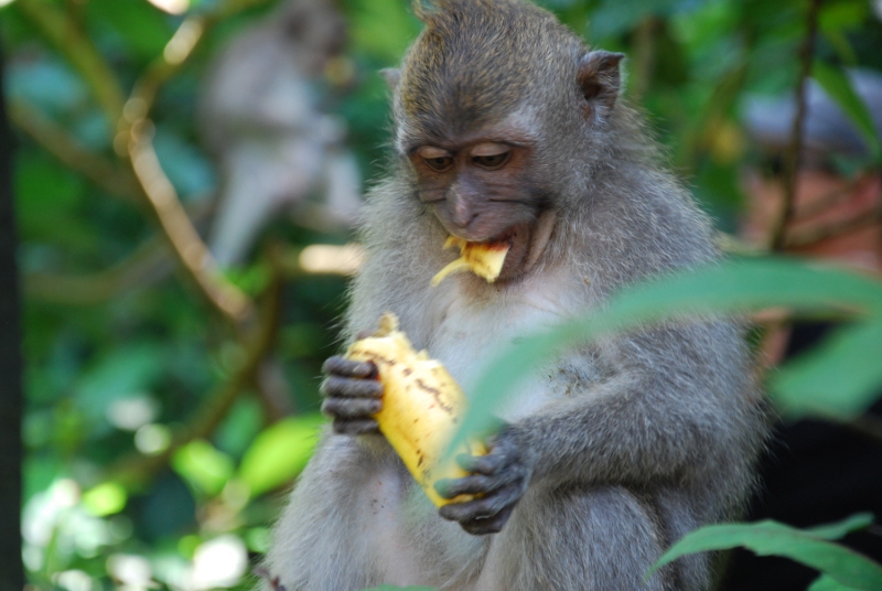 Mono comiendo un plátano en Ubud
