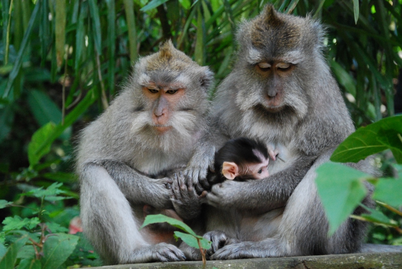 Bosque de los monos, Ubud