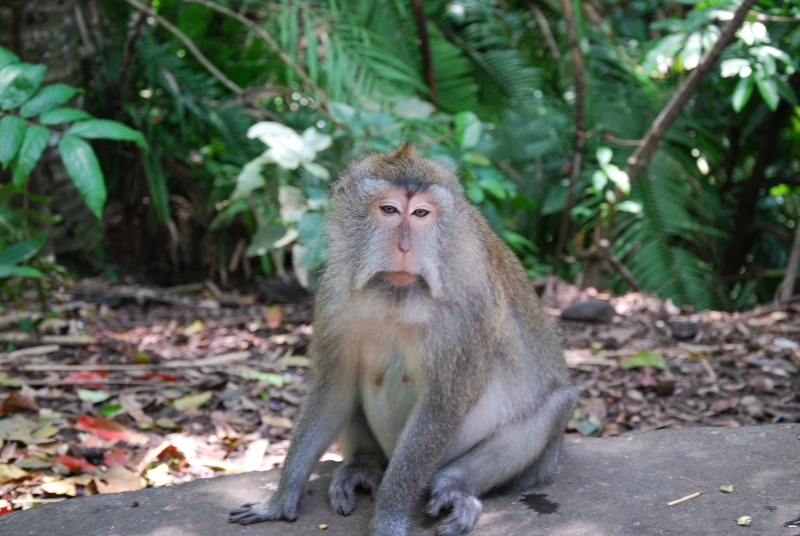 Monkey Forest, Bali